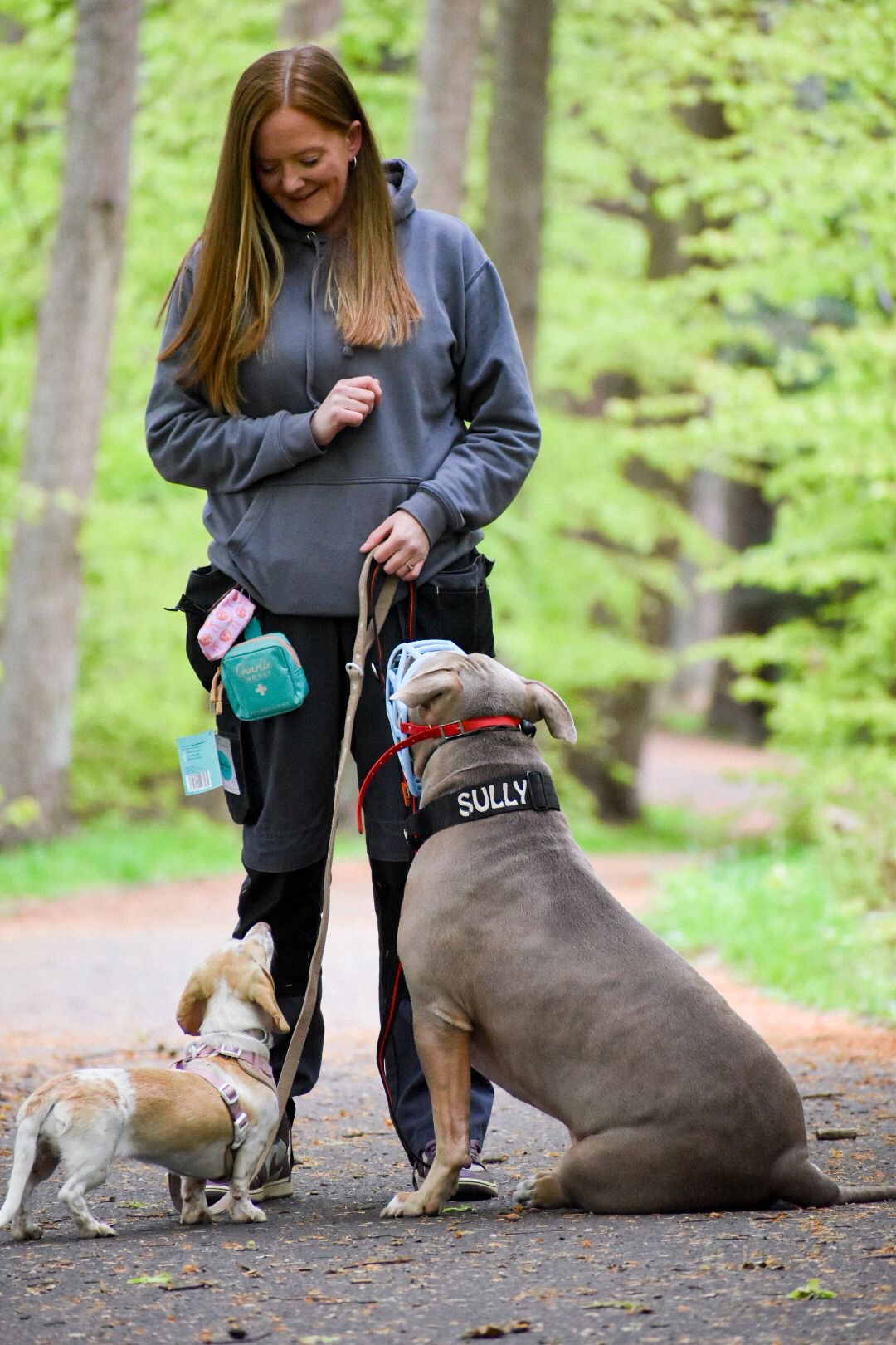 A dog enjoying a walk with Simba's Pride