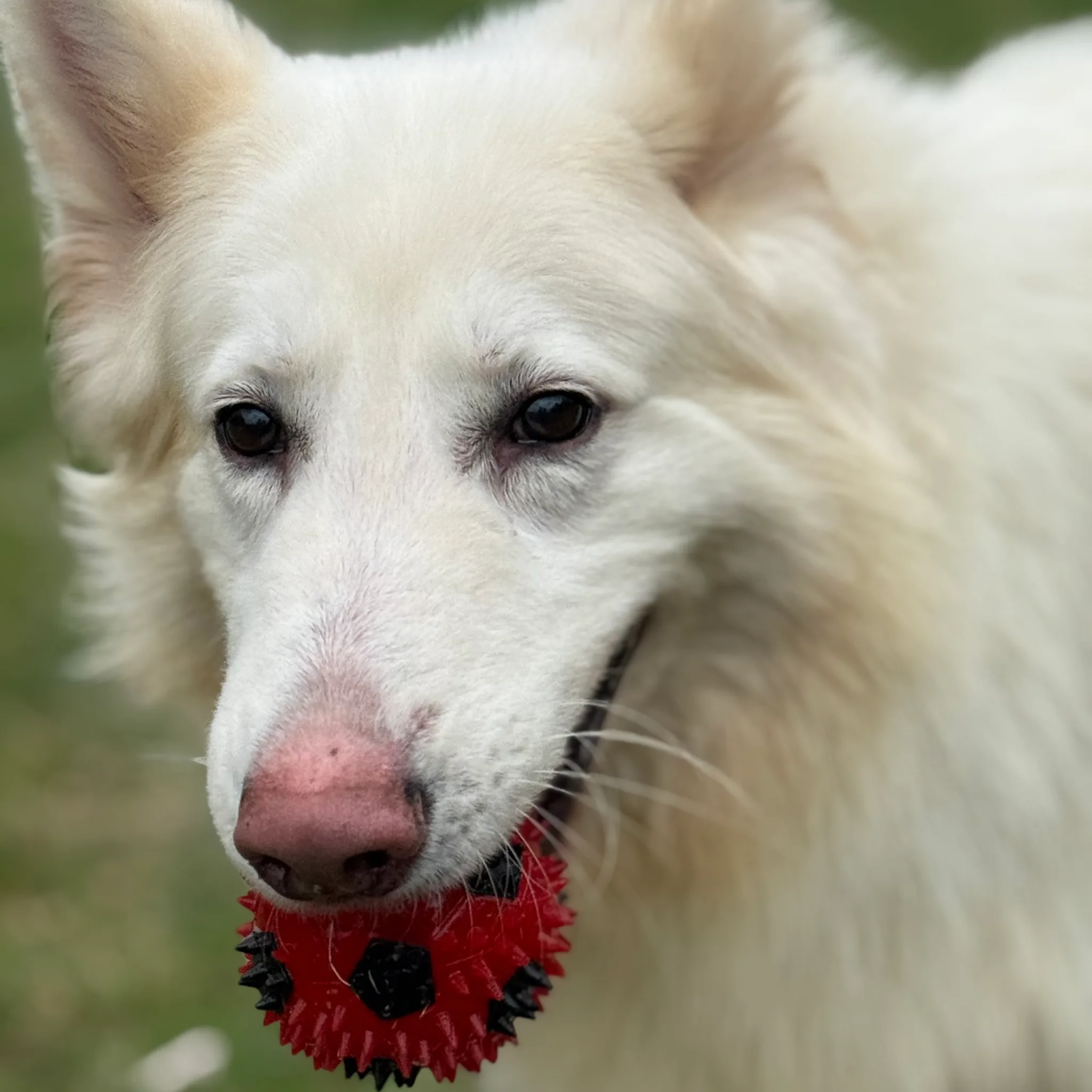Happy dog holding a ball