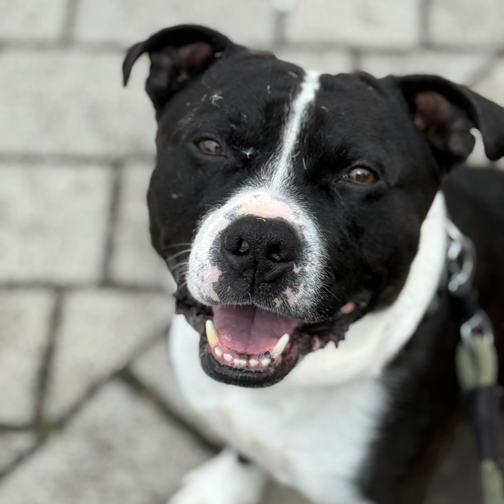 Dog out for a walk in Dundee