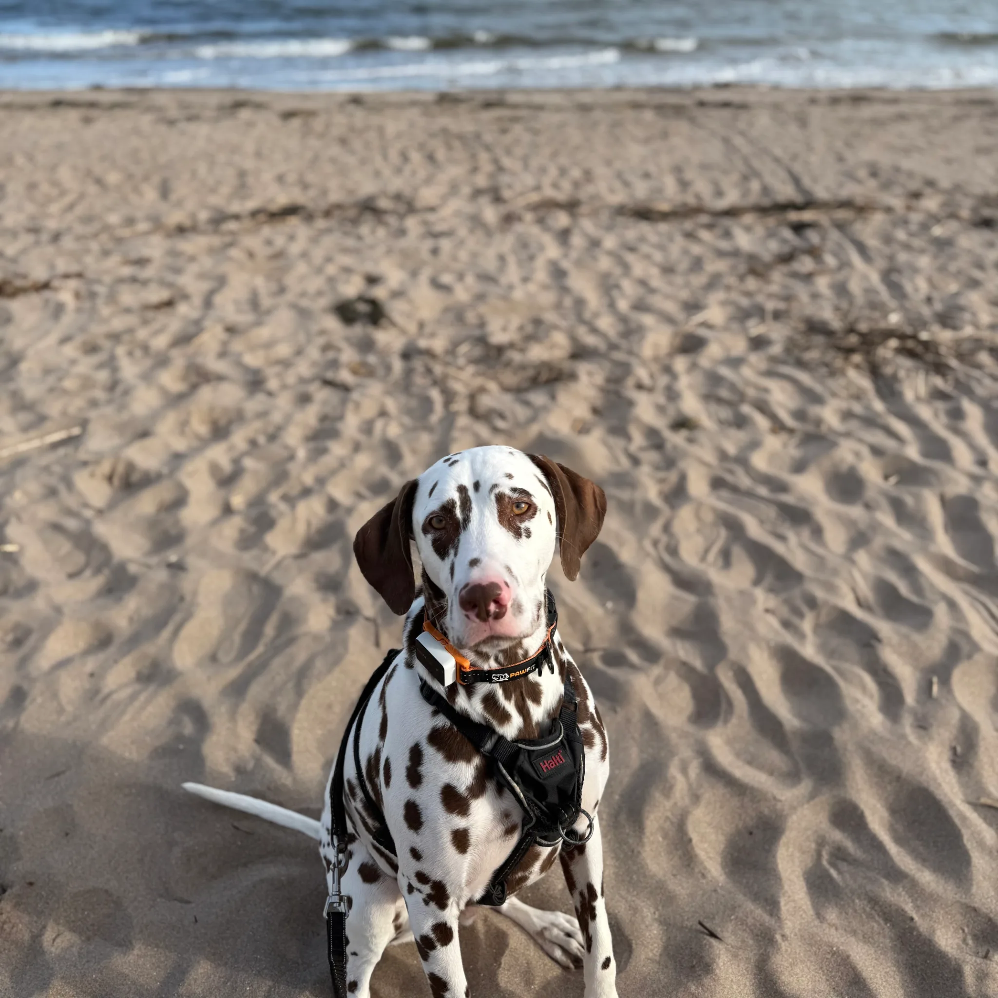 Dog walking at the beach in Broughty Ferry