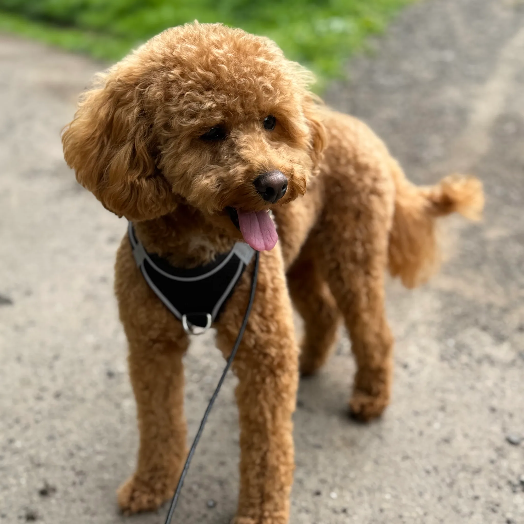 Dog walk and training in Dundee