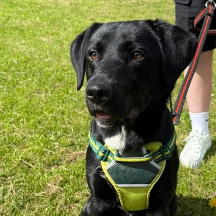 Dog walking in Angus and Perthshire