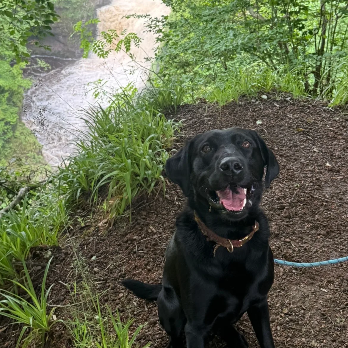 Dog walking in Dundee